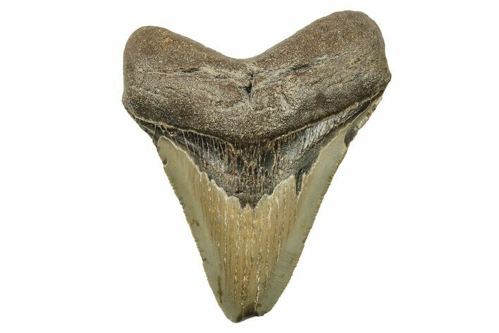 Serrated, Fossil Megalodon Tooth - North Carolina #271114